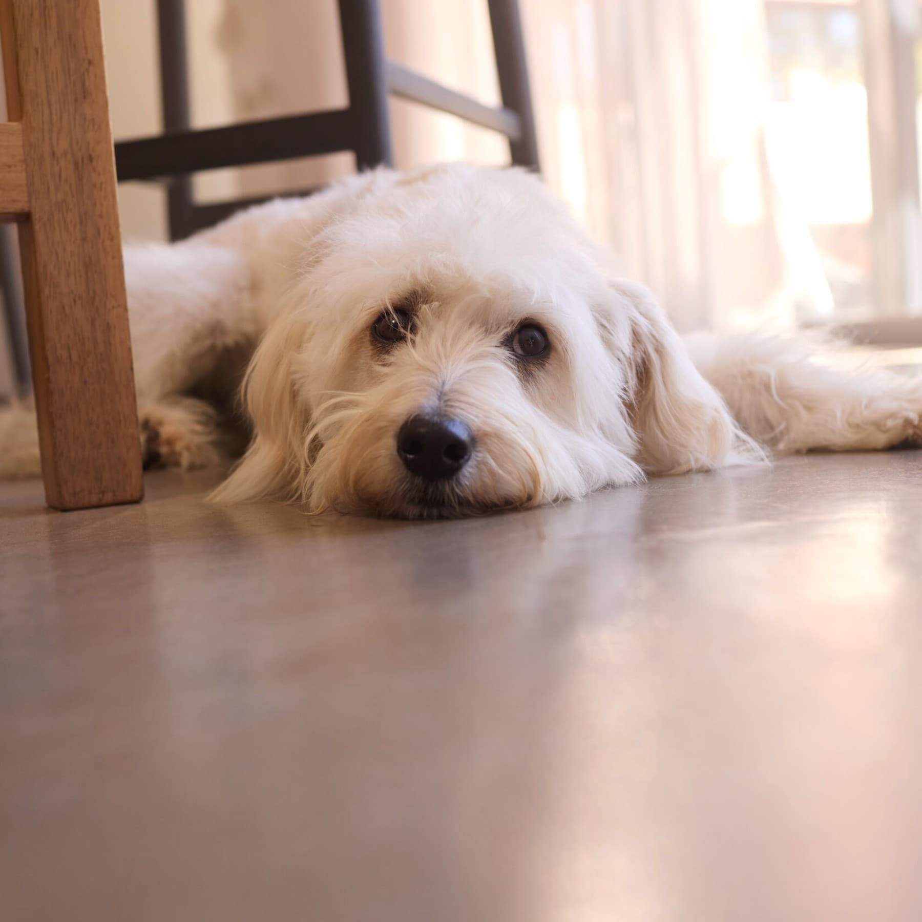 Dog lying on the cool floor in the house