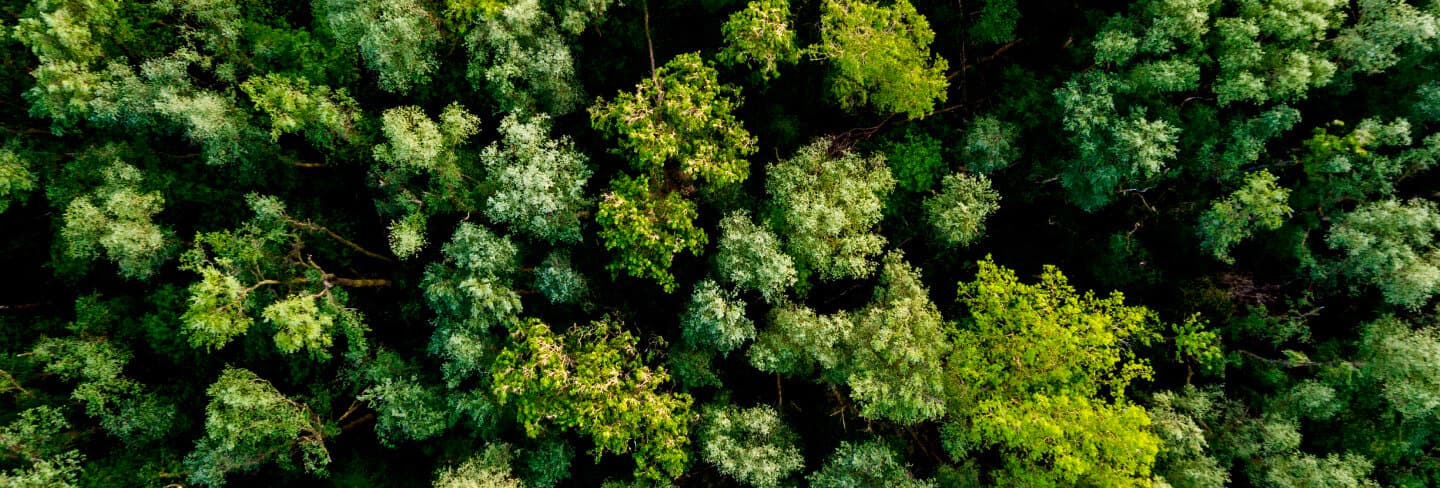 A bird's eye view of a forest