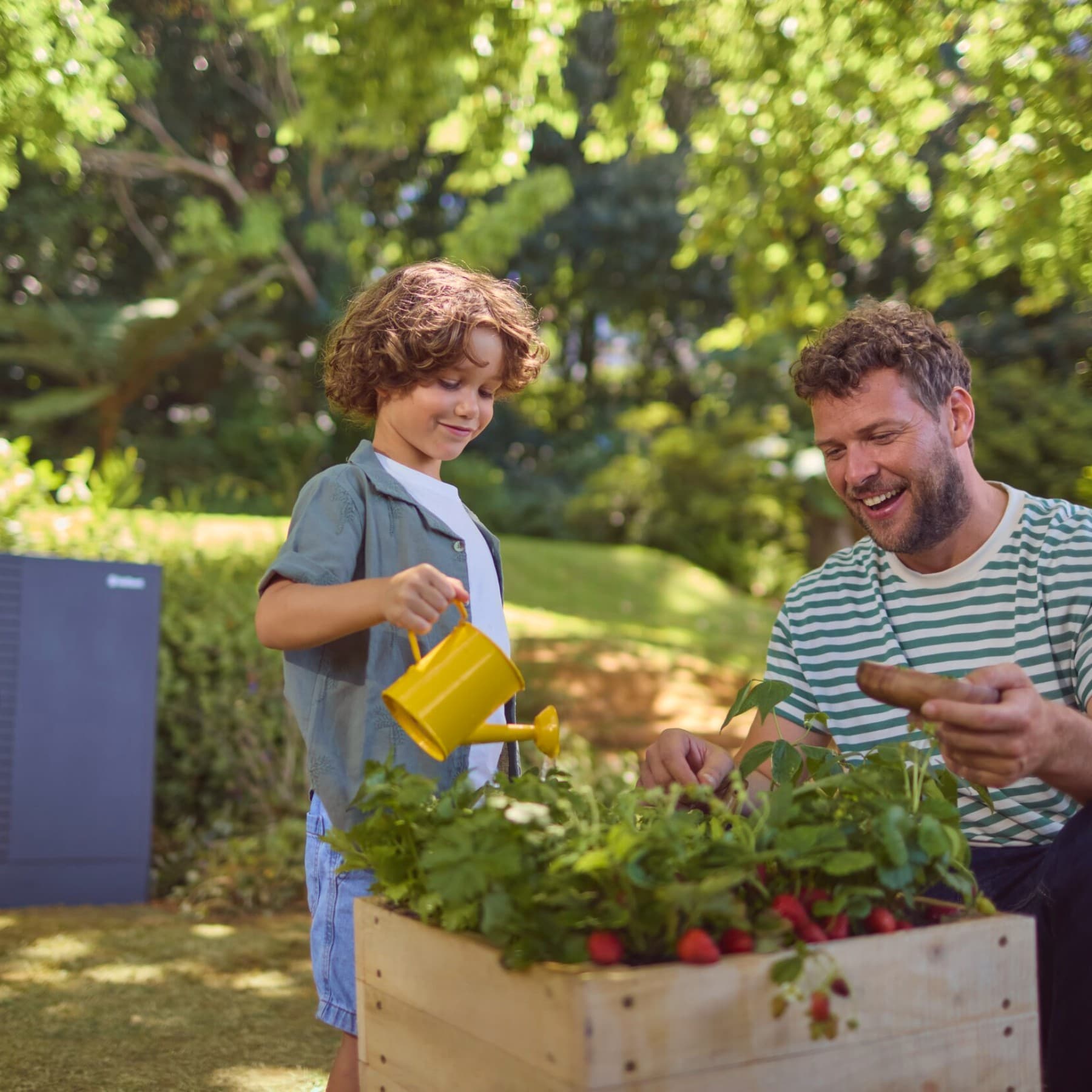 Father and son watering radishes in the garden