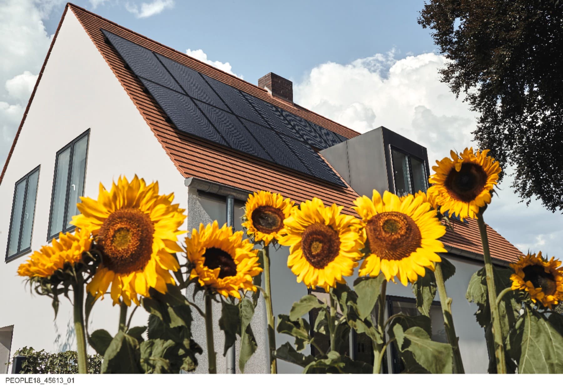 A house stands behind large sunflowers. Solar panels are installed on the roof to utilise solar energy for electricity.