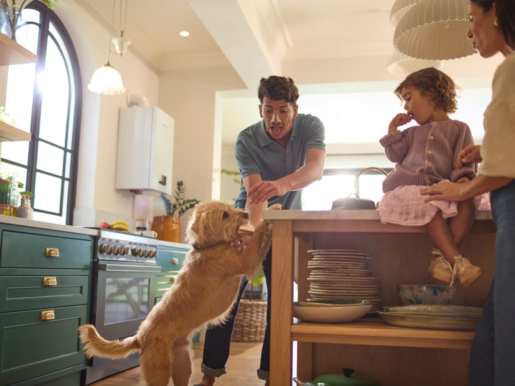 Dog steals toast from a kitchenette
